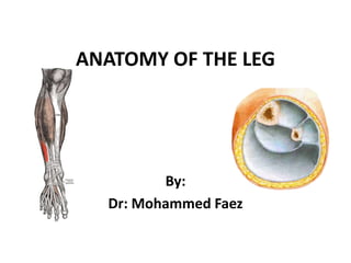 ANATOMY OF THE LEG By: Dr: Mohammed Faez 