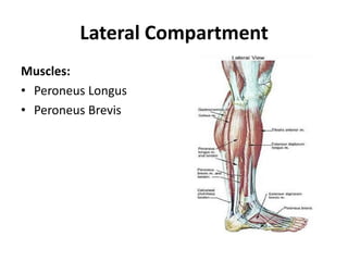 Lateral Compartment<br />Muscles:<br />PeroneusLongus<br />PeroneusBrevis<br />