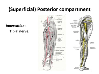 (Superficial) Posterior compartment<br />Innervation:<br />Tibial nerve.<br />