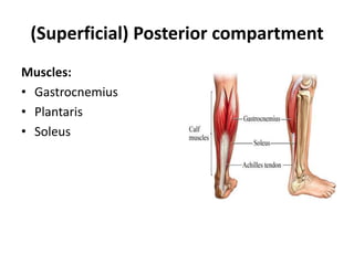 (Superficial) Posterior compartment<br />Muscles:<br />Gastrocnemius<br />Plantaris<br />Soleus<br />