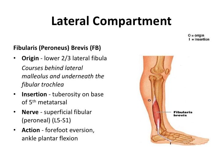 Lower Limb Leg