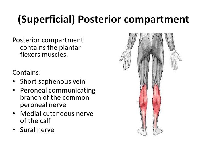 medial plantar nerve