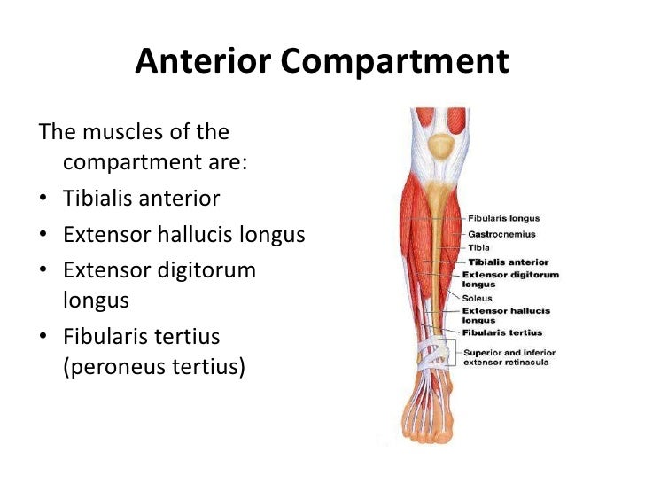 Lower Limb Leg