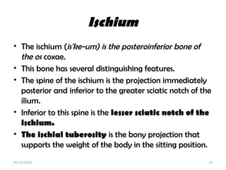 Comprehensive Anatomy of the Upper and Lower Limbs: Bones and Joints | PPTX