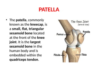 Patelae Comprehensive Anatomy of the Upper and Lower Limbs: Bones and Joints | PPTX