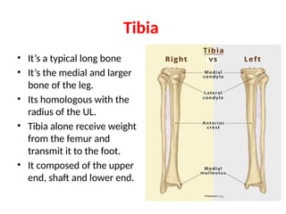 Tibia Length Comprehensive Anatomy of the Upper and Lower Limbs: Bones and Joints | PPTX