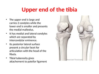Comprehensive Anatomy of the Upper and Lower Limbs: Bones and Joints | PPTX