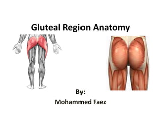 Gluteal Region Anatomy By: Mohammed Faez 