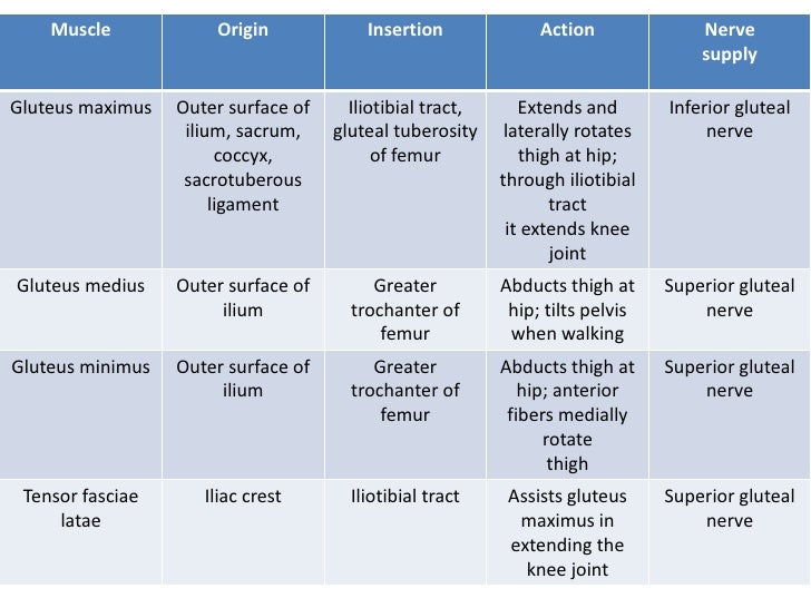 Lower Limb 2 Gluteal Area