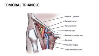 FEMORAL TRIANGLE
 