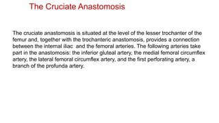 The Cruciate Anastomosis
The cruciate anastomosis is situated at the level of the lesser trochanter of the
femur and, together with the trochanteric anastomosis, provides a connection
between the internal iliac and the femoral arteries. The following arteries take
part in the anastomosis: the inferior gluteal artery, the medial femoral circumflex
artery, the lateral femoral circumflex artery, and the first perforating artery, a
branch of the profunda artery.
 