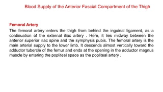 Blood Supply of the Anterior Fascial Compartment of the Thigh
Femoral Artery
The femoral artery enters the thigh from behind the inguinal ligament, as a
continuation of the external iliac artery . Here, it lies midway between the
anterior superior iliac spine and the symphysis pubis. The femoral artery is the
main arterial supply to the lower limb. It descends almost vertically toward the
adductor tubercle of the femur and ends at the opening in the adductor magnus
muscle by entering the popliteal space as the popliteal artery .
 