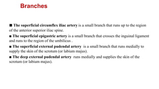 Branches
■ The superficial circumflex iliac artery is a small branch that runs up to the region
of the anterior superior iliac spine.
■ The superficial epigastric artery is a small branch that crosses the inguinal ligament
and runs to the region of the umbilicus .
■ The superficial external pudendal artery is a small branch that runs medially to
supply the skin of the scrotum (or labium majus).
■ The deep external pudendal artery runs medially and supplies the skin of the
scrotum (or labium majus).
 