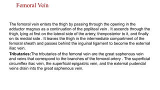 Femoral Vein
The femoral vein enters the thigh by passing through the opening in the
adductor magnus as a continuation of the popliteal vein . It ascends through the
thigh, lying at first on the lateral side of the artery, thenposterior to it, and finally
on its medial side . It leaves the thigh in the intermediate compartment of the
femoral sheath and passes behind the inguinal ligament to become the external
iliac vein.
Tributaries:The tributaries of the femoral vein are the great saphenous vein
and veins that correspond to the branches of the femoral artery . The superficial
circumflex iliac vein, the superficial epigastric vein, and the external pudendal
veins drain into the great saphenous vein.
 