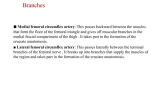 Branches
■ Medial femoral circumflex artery: This passes backward between the muscles
that form the floor of the femoral triangle and gives off muscular branches in the
medial fascial compartment of the thigh . It takes part in the formation of the
cruciate anastomosis.
■ Lateral femoral circumflex artery: This passes laterally between the terminal
branches of the femoral nerve . It breaks up into branches that supply the muscles of
the region and takes part in the formation of the cruciate anastomosis.
 