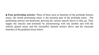 ■ Four perforating arteries: Three of these arise as branches of the profunda femoris
artery; the fourth perforating artery is the terminal part of the profunda artery . The
perforating arteries run backward, piercing the various muscle layers as they go. They
supply the muscles and terminate by anastomosing with one another and with the
inferior gluteal artery and the circumflex femoral arteries above and the muscular
branches of the popliteal artery below.
 