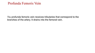 Profunda Femoris Vein
The profunda femoris vein receives tributaries that correspond to the
branches of the artery. It drains into the femoral vein.
 