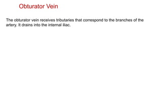 Obturator Vein
The obturator vein receives tributaries that correspond to the branches of the
artery. It drains into the internal iliac.
 