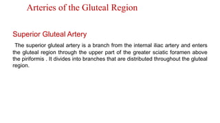 Arteries of the Gluteal Region
Superior Gluteal Artery
The superior gluteal artery is a branch from the internal iliac artery and enters
the gluteal region through the upper part of the greater sciatic foramen above
the piriformis . It divides into branches that are distributed throughout the gluteal
region.
 