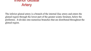 Inferior Gluteal
Artery
The inferior gluteal artery is a branch of the internal iliac artery and enters the
gluteal region through the lower part of the greater sciatic foramen, below the
piriformis . It divides into numerous branches that are distributed throughout the
gluteal region.
 