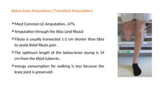 Below Knee Amputation ( Transtibial Amputation)
Most Common LE Amputation…47%
Amputation through the tibia (and fibula)
Fibula is usually transected 1-2 cm shorter than tibia
to avoid distal fibula pain .
The optimum length of the below-knee stump is 14
cm from the tibial tubercle .
energy consumption for walking is less because the
knee joint is preserved .
 