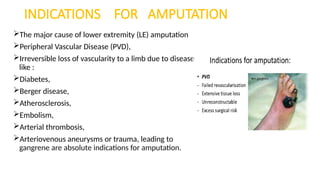 INDICATIONS FOR AMPUTATION
The major cause of lower extremity (LE) amputation
Peripheral Vascular Disease (PVD),
Irreversible loss of vascularity to a limb due to diseases
like :
Diabetes,
Berger disease,
Atherosclerosis,
Embolism,
Arterial thrombosis,
Arteriovenous aneurysms or trauma, leading to
gangrene are absolute indications for amputation.
 