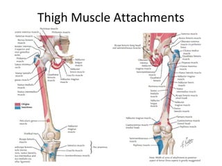 femur muscle attachments