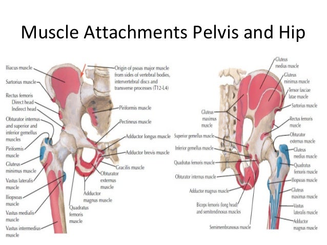 Anatomy Hip Muscles Diagram / Learn All Muscles With Quizzes And