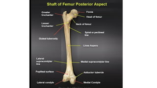 D Lower Robi LOWER LIMB ANATOMY as a GROSS ANATOMY TOPIC | PPTX