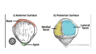 LOWER LIMB ANATOMY notes for GROSS ANATOMY | PPTX