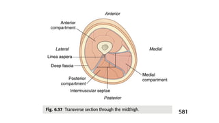 LOWER LIMB ANATOMY notes for GROSS ANATOMY | PPTX