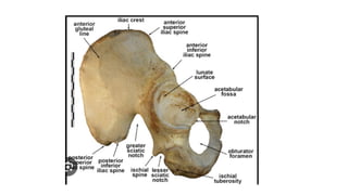 Llsb LOWER LIMB ANATOMY notes for GROSS ANATOMY | PPTX