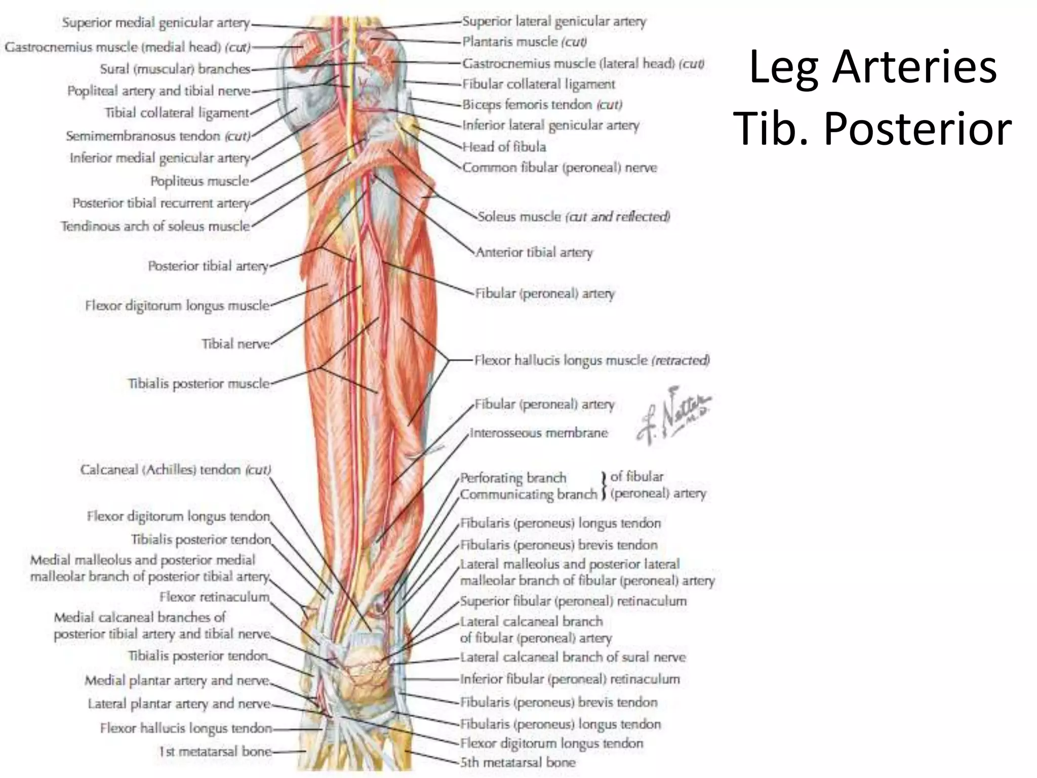 Internal Legs Lower limb anatomylect 2 | PPTX