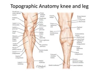 Topographic Anatomy knee and leg