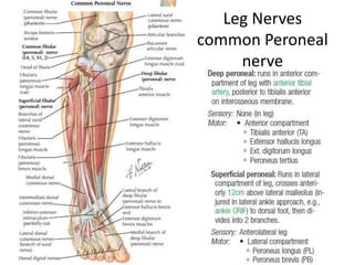 Lower Limb Anatomylect 2 PPTX