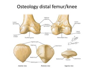 Osteology distal femur/knee
 