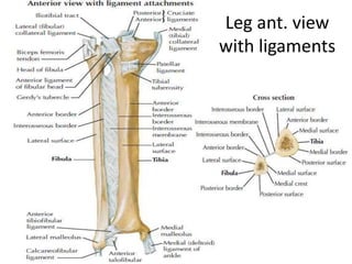 Leg ant. view
with ligaments