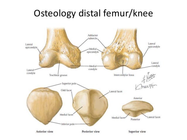 Distal Femur Anatomy Distal Femur Anatomy