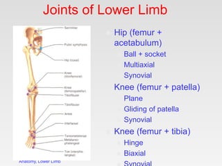 Frolich, Human
Anatomy, Lower LImb
Joints of Lower Limb
 Hip (femur +
acetabulum)
 Ball + socket
 Multiaxial
 Synovial...