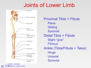 Frolich, Human
Anatomy, Lower LImb
Joints of Lower Limb
 Proximal Tibia + Fibula
 Plane
 Gliding
 Synovial
 Distal Ti...
