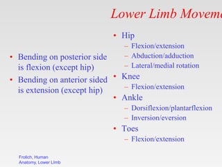 Frolich, Human
Anatomy, Lower LImb
Lower Limb Moveme
• Hip
– Flexion/extension
– Abduction/adduction
– Lateral/medial rota...