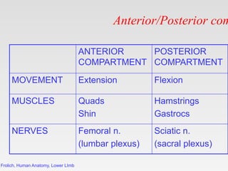 Frolich, Human Anatomy, Lower LImb
Anterior/Posterior com
ANTERIOR
COMPARTMENT
POSTERIOR
COMPARTMENT
MOVEMENT Extension Fl...