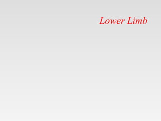 Lower Limb
 
