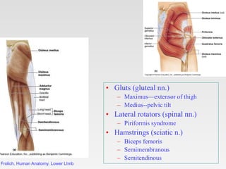 Frolich, Human Anatomy, Lower LImb
Posterior Thi
• Gluts (gluteal nn.)
– Maximus—extensor of thigh
– Medius--pelvic tilt
•...