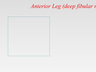 Anterior Leg (deep fibular n
 