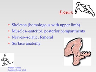 Frolich, Human
Anatomy, Lower LImb
Lower Limb
• Skeleton (homologous with upper limb)
• Muscles--anterior, posterior compa...