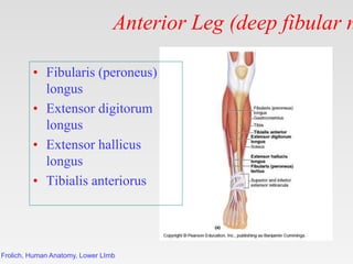 Frolich, Human Anatomy, Lower LImb
Anterior Leg (deep fibular n
• Fibularis (peroneus)
longus
• Extensor digitorum
longus
...