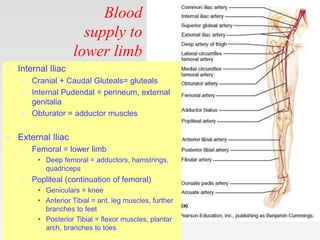 Frolich, Human
Anatomy, Lower LImb
Blood
supply to
lower limb
 Internal Iliac
 Cranial + Caudal Gluteals= gluteals
 Int...