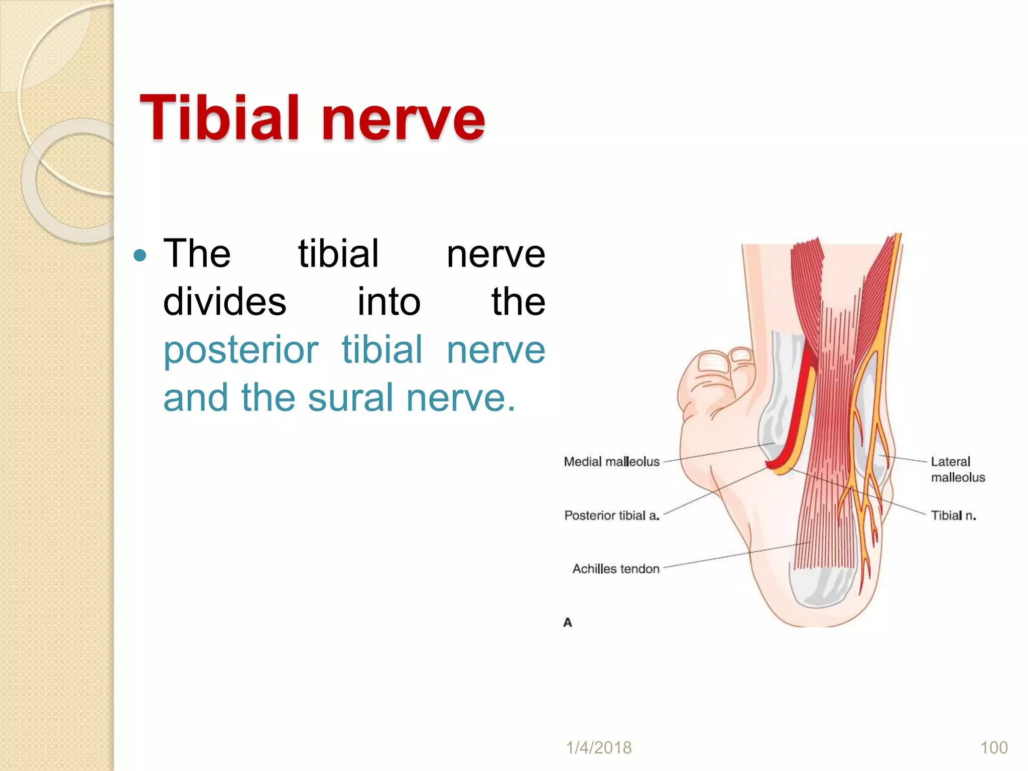 Tibial nerve
 The tibial nerve
divides into the
posterior tibial nerve
and the sural nerve.
1/4/2018 100
 