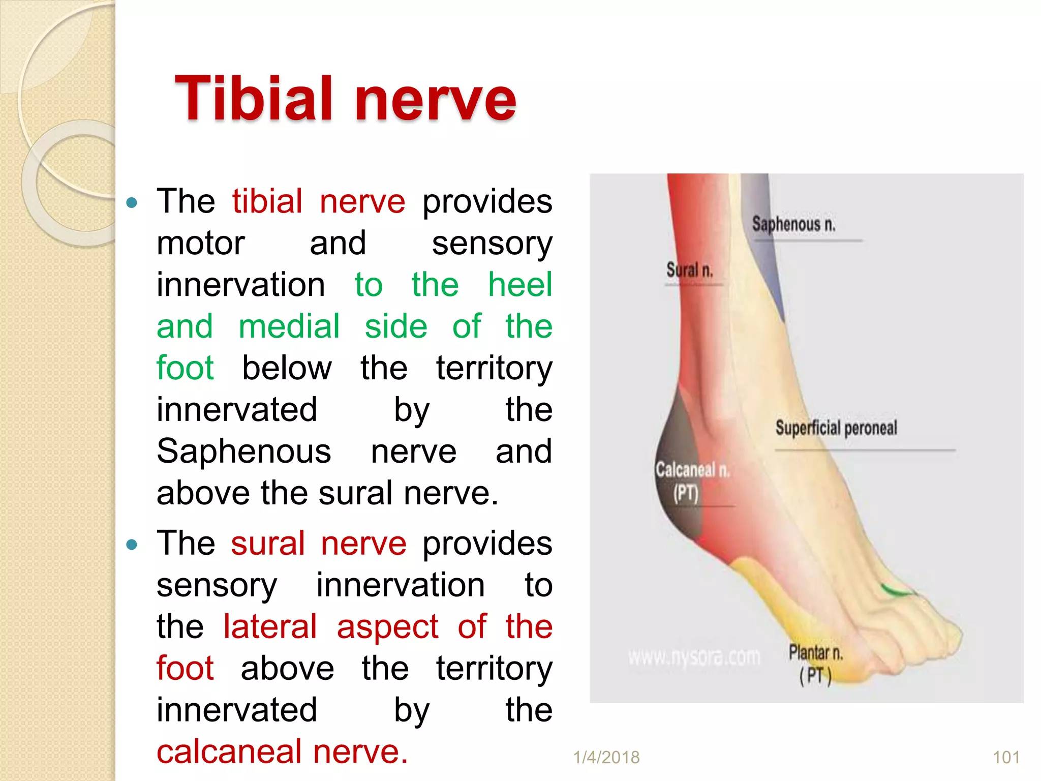 Tibial nerve
 The tibial nerve provides
motor and sensory
innervation to the heel
and medial side of the
foot below the territory
innervated by the
Saphenous nerve and
above the sural nerve.
 The sural nerve provides
sensory innervation to
the lateral aspect of the
foot above the territory
innervated by the
calcaneal nerve. 1/4/2018 101
 